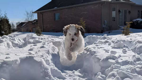 Dobby Jumping Through The Snow