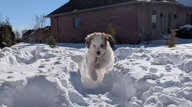 Dobby jumping through the snow 3 month old Fluffy Golden Doodle jumping through a snow path taller than himself.