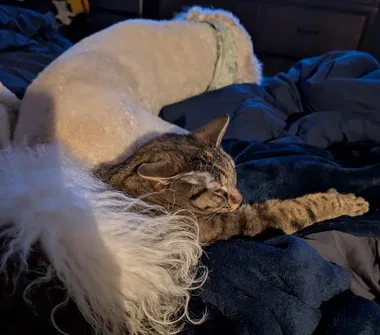 Happy Pets Curled up together Ginger and Dobby curled up together in bed, Ginger is laying underneath of Dobbies fluffy white tail.