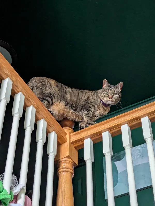 Confident Cat On A Rail