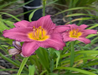 The Daylilies Are In Full Bloom 2026