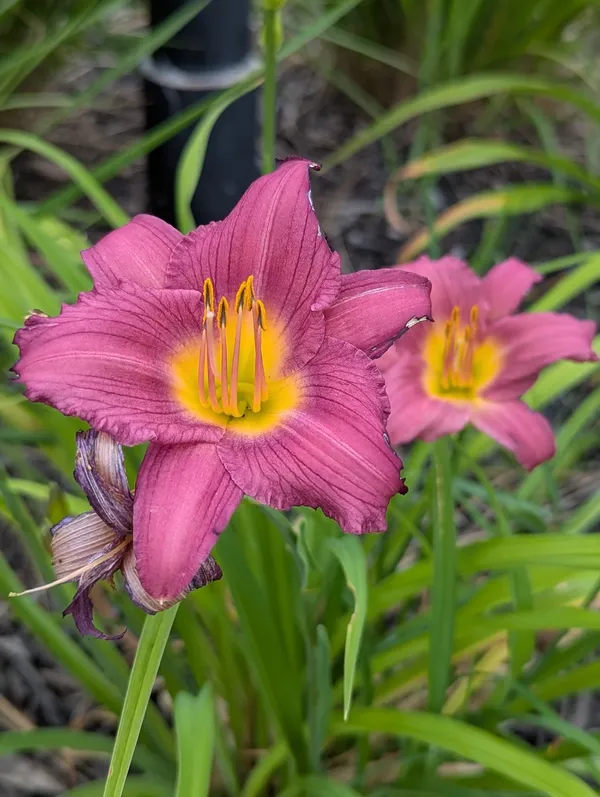 The Daylilies Are In Full Bloom 2026